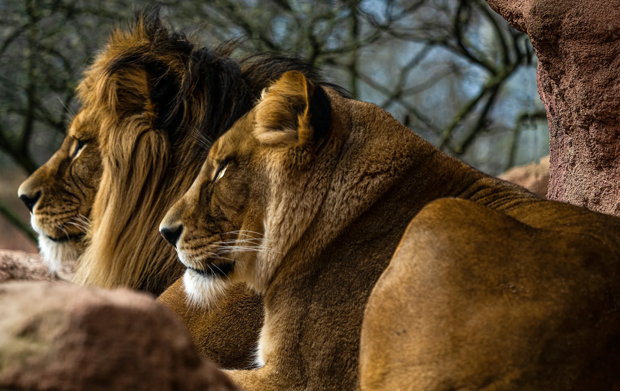 portfolio featured image animals