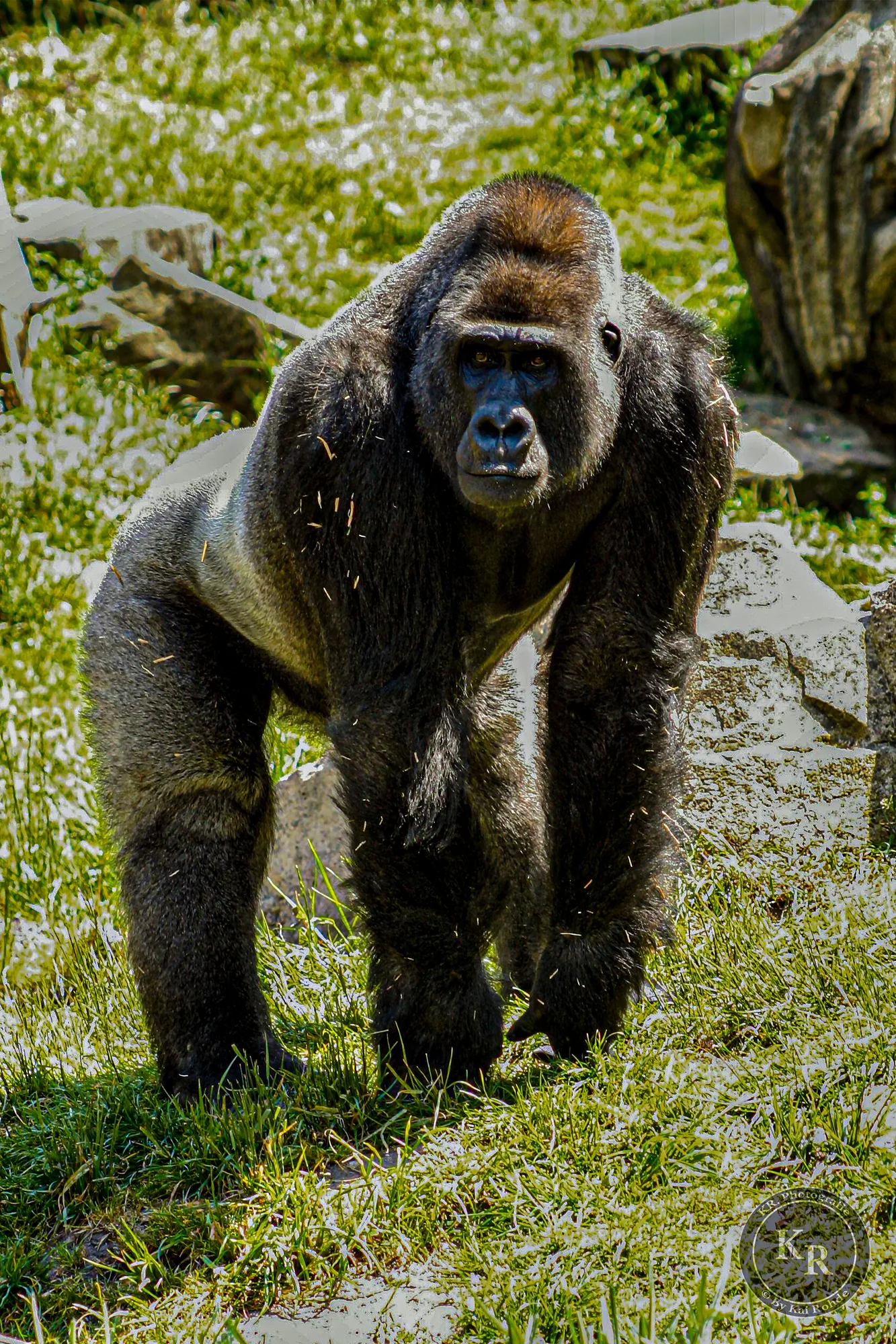 2004 05 30 Hanover Zoo Nr. 068 B2