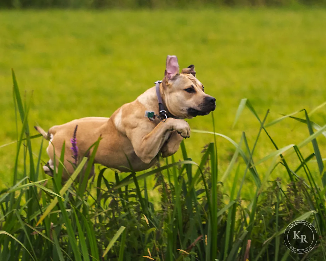 2019.07.04 Mit Sunny im Moor 14 B1 4x5 1