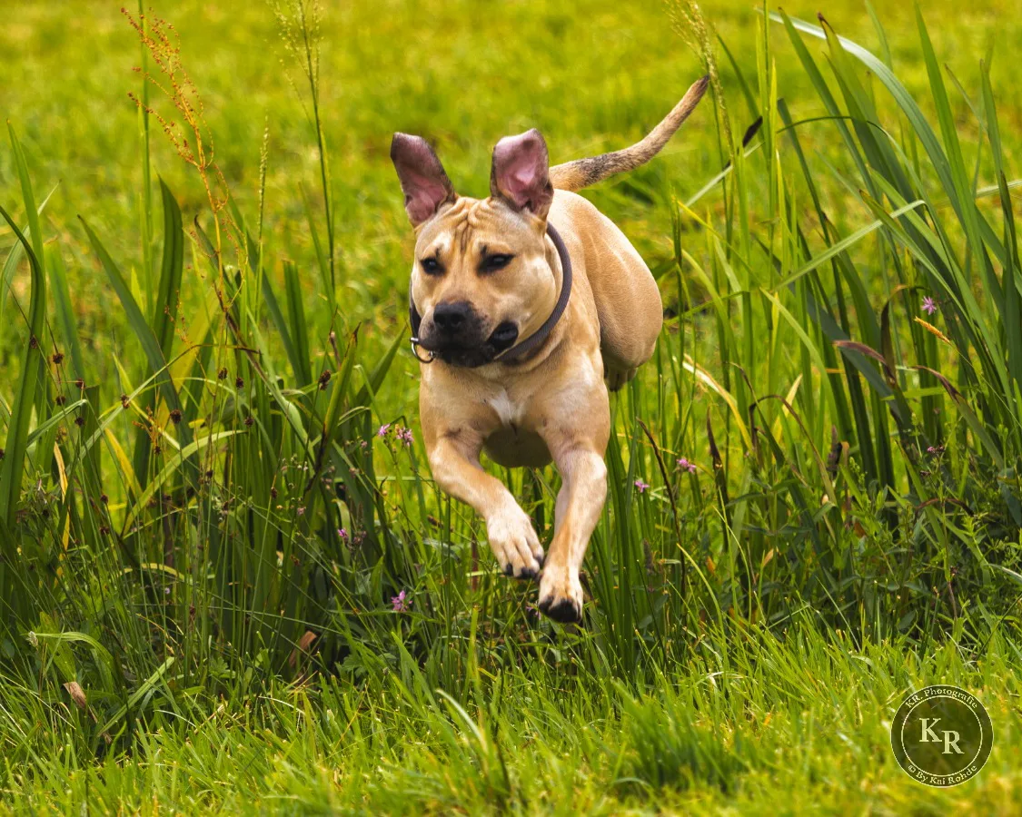 2019.07.04 Mit Sunny im Moor 30 B1 4x5