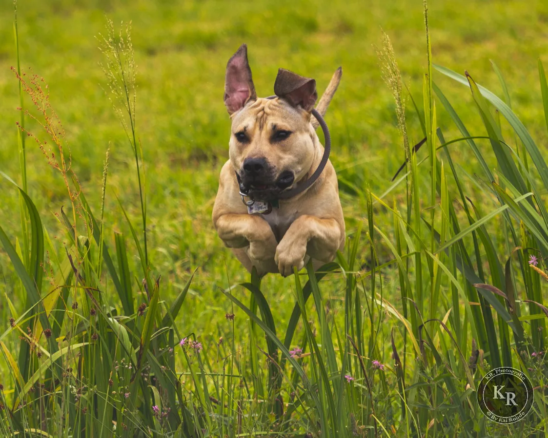 2019.07.04 Mit Sunny im Moor 29 B1 4x5