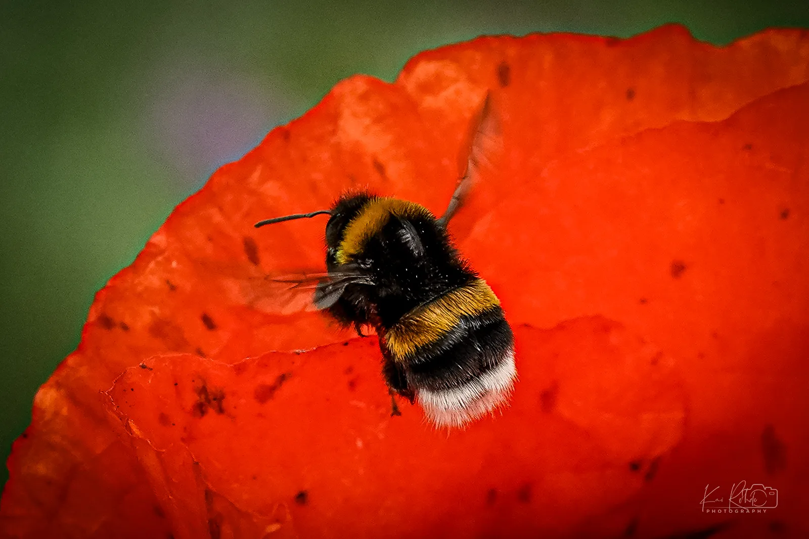A7C02656 B1