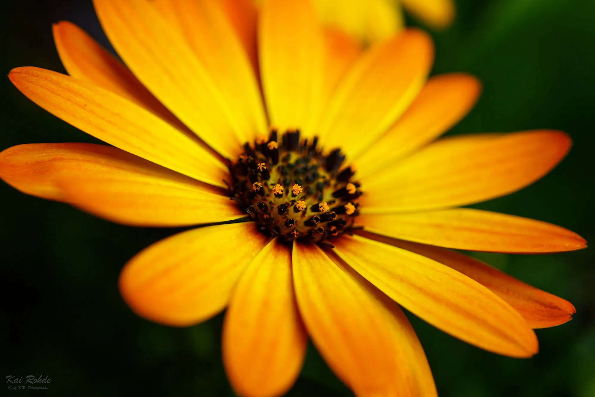 Plants / Flowers
